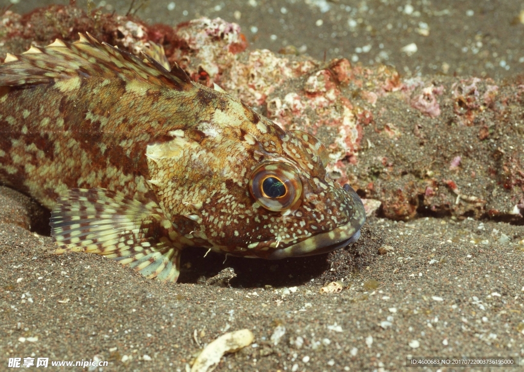 海洋生物 蓝色海洋 海底鱼类