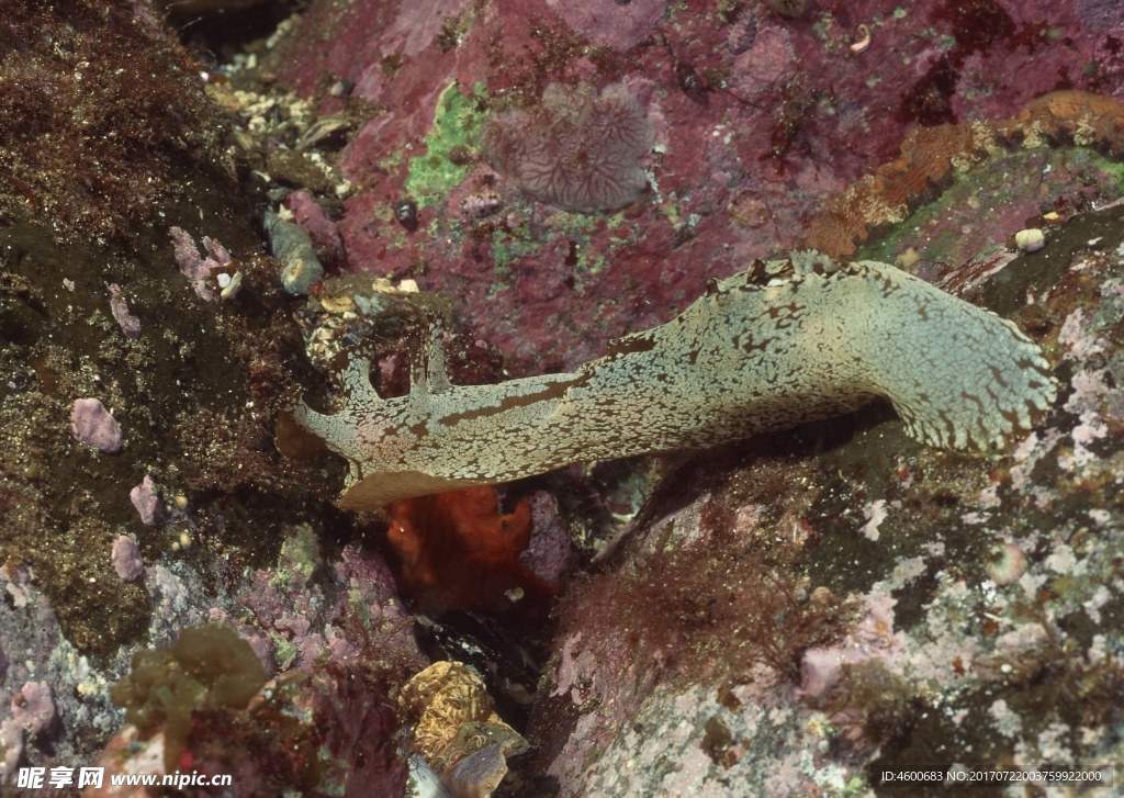 海洋生物 蓝色海洋 海底鱼类