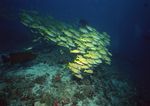 海洋生物 蓝色海洋 海底鱼类