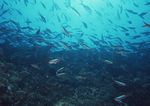 海洋生物 蓝色海洋 海底鱼类