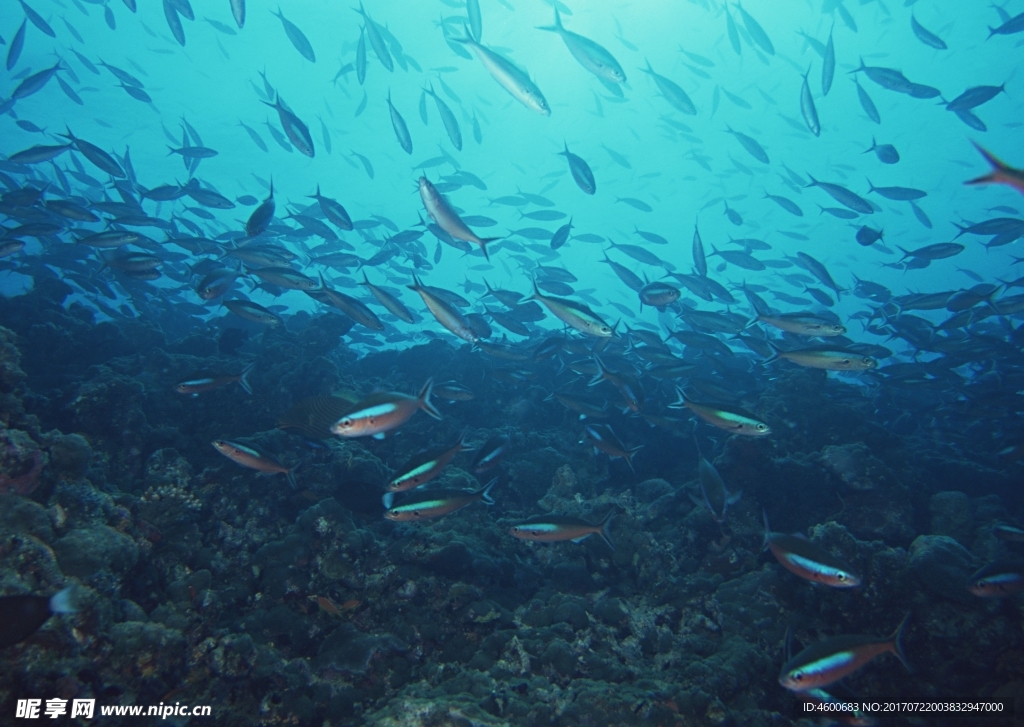 海洋生物 蓝色海洋 海底鱼类