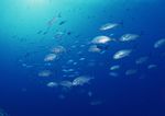 海洋生物 蓝色海洋 海底鱼类