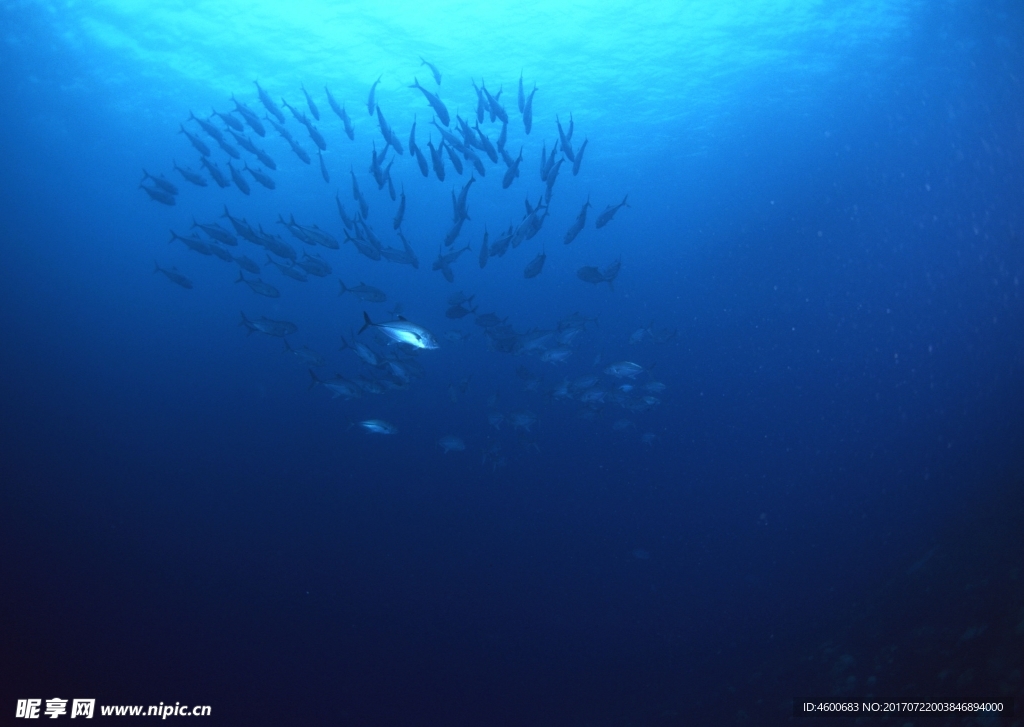 海洋生物 蓝色海洋 海底鱼类