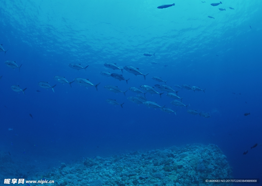 海洋生物 蓝色海洋 海底鱼类