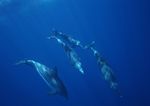 海洋生物 蓝色海洋 海底鱼类
