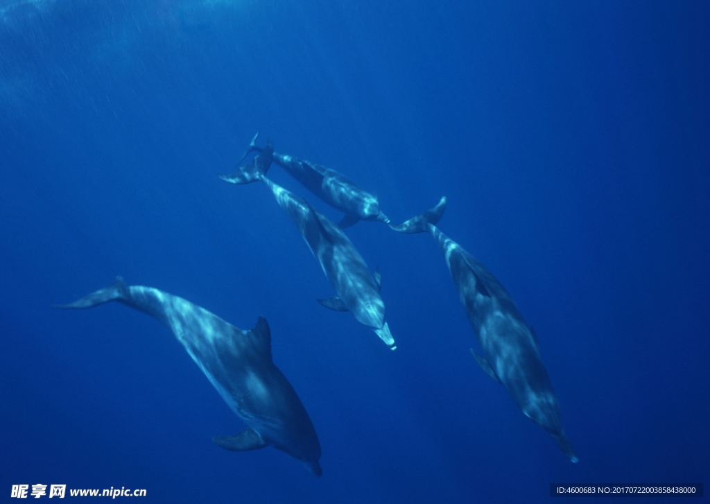 海洋生物 蓝色海洋 海底鱼类