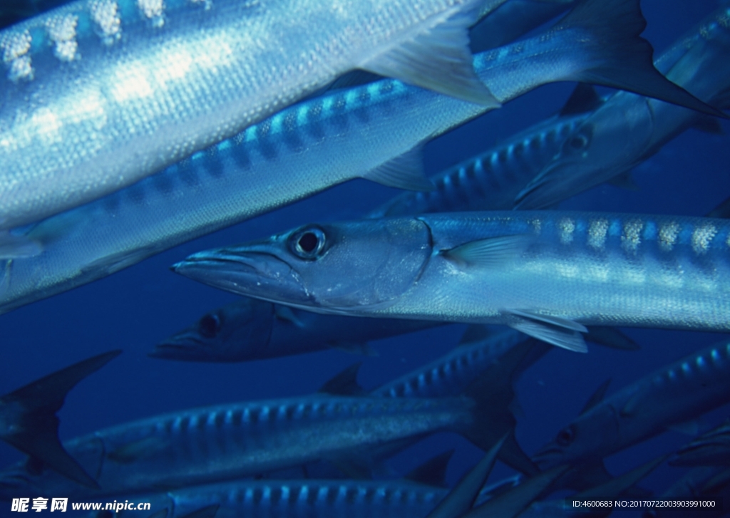 海洋生物 蓝色海洋 海底鱼类