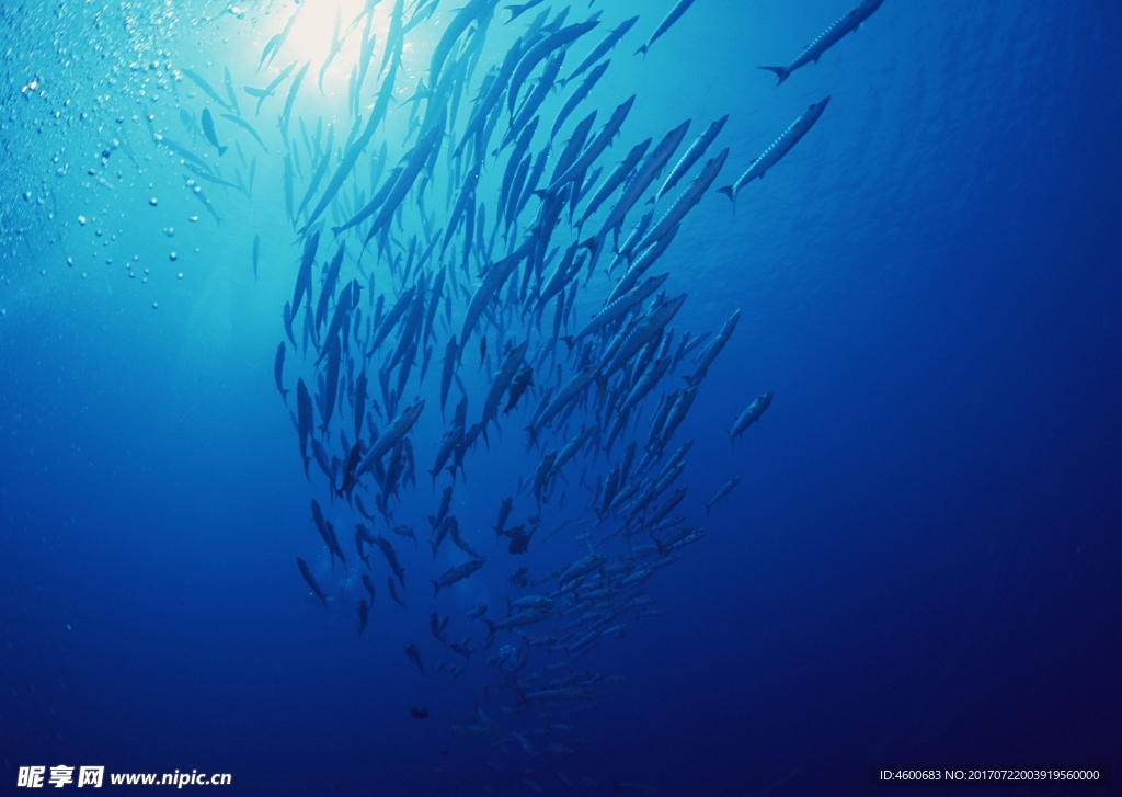 海洋生物 蓝色海洋 海底鱼类