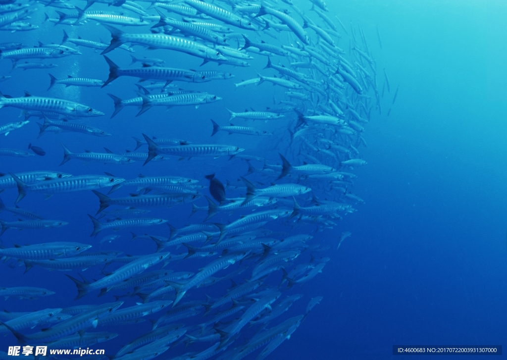 海洋生物 蓝色海洋 海底鱼类