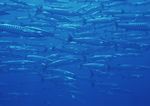 海洋生物 蓝色海洋 海底鱼类