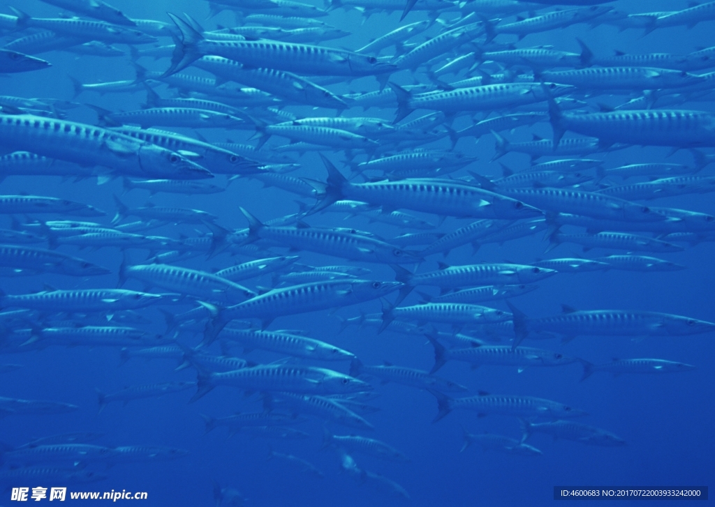 海洋生物 蓝色海洋 海底鱼类