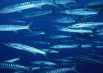 海洋生物 蓝色海洋 海底鱼类