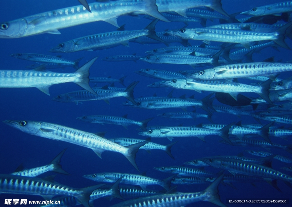 海洋生物 蓝色海洋 海底鱼类