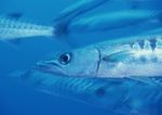 海洋生物 蓝色海洋 海底鱼类