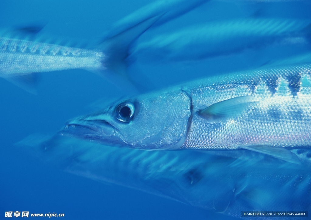 海洋生物 蓝色海洋 海底鱼类