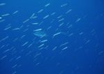海洋生物 蓝色海洋 海底鱼类
