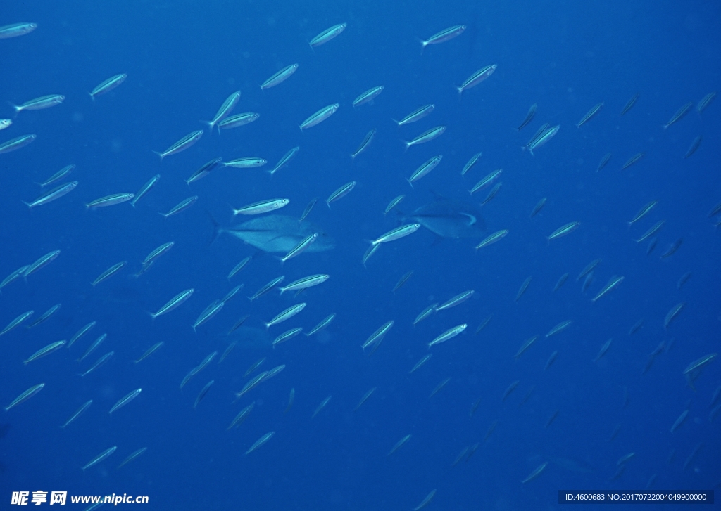 海洋生物 蓝色海洋 海底鱼类