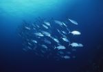海洋生物 蓝色海洋 海底鱼类