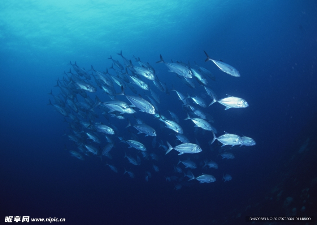 海洋生物 蓝色海洋 海底鱼类