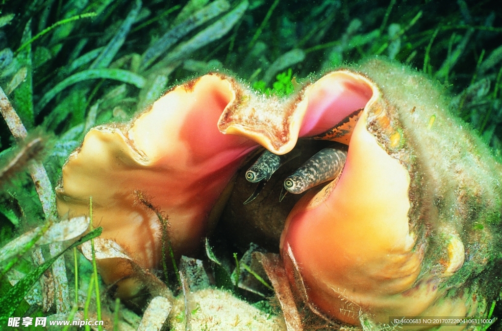 海洋生物 蓝色海洋 海底鱼类
