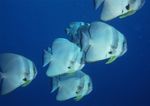 海洋生物 蓝色海洋 海底鱼类