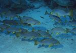 海洋生物 蓝色海洋 海底鱼类