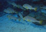 海洋生物 蓝色海洋 海底鱼类