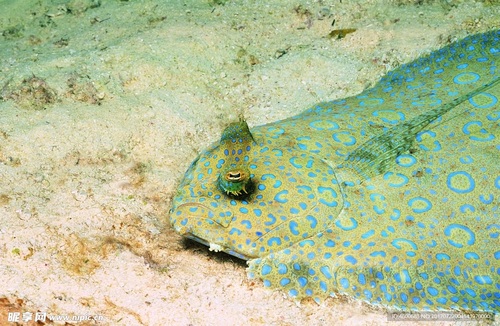 海洋生物 蓝色海洋 海底鱼类