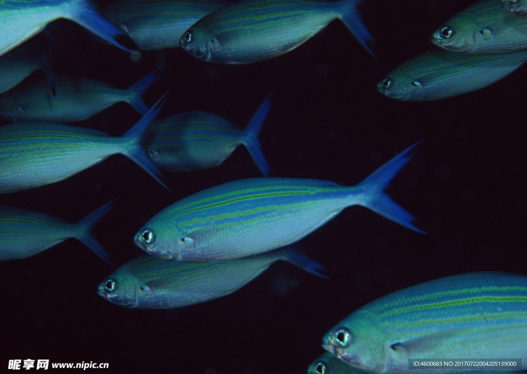 海洋生物 蓝色海洋 海底鱼类