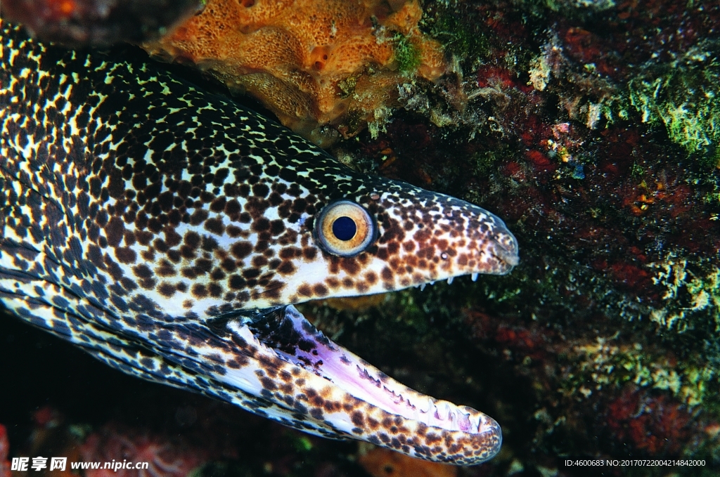 海洋生物 蓝色海洋 海底鱼类