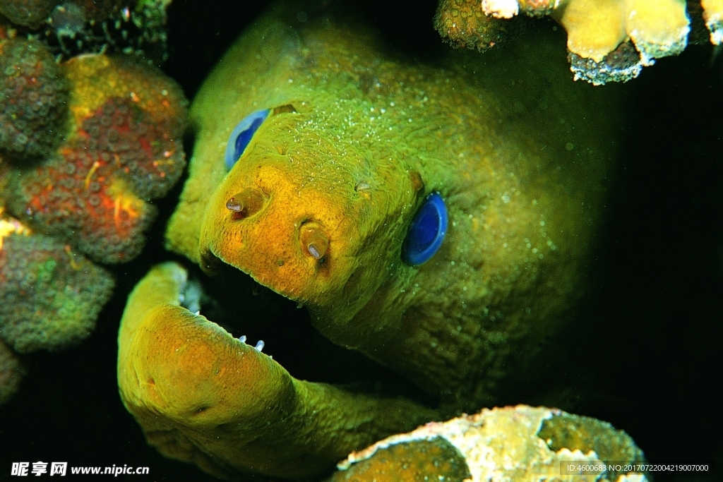 海洋生物 蓝色海洋 海底鱼类