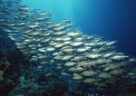 海洋生物 蓝色海洋 海底鱼类