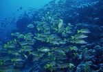 海洋生物 蓝色海洋 海底鱼类