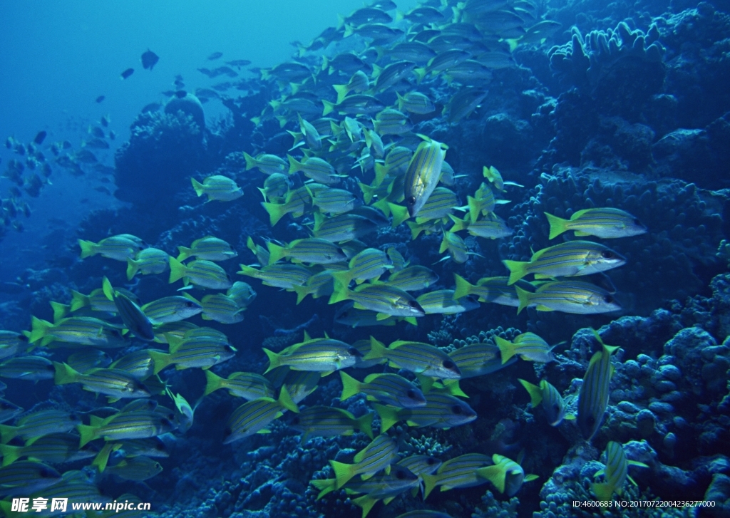 海洋生物 蓝色海洋 海底鱼类