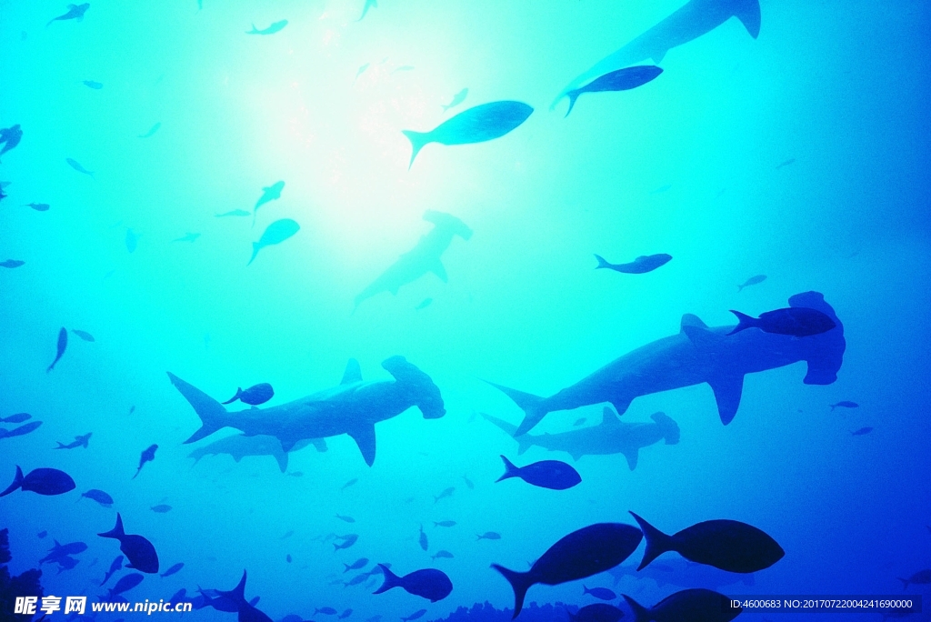 海洋生物 蓝色海洋 海底鱼类