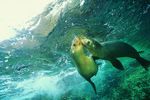 海洋生物 蓝色海洋 海底鱼类