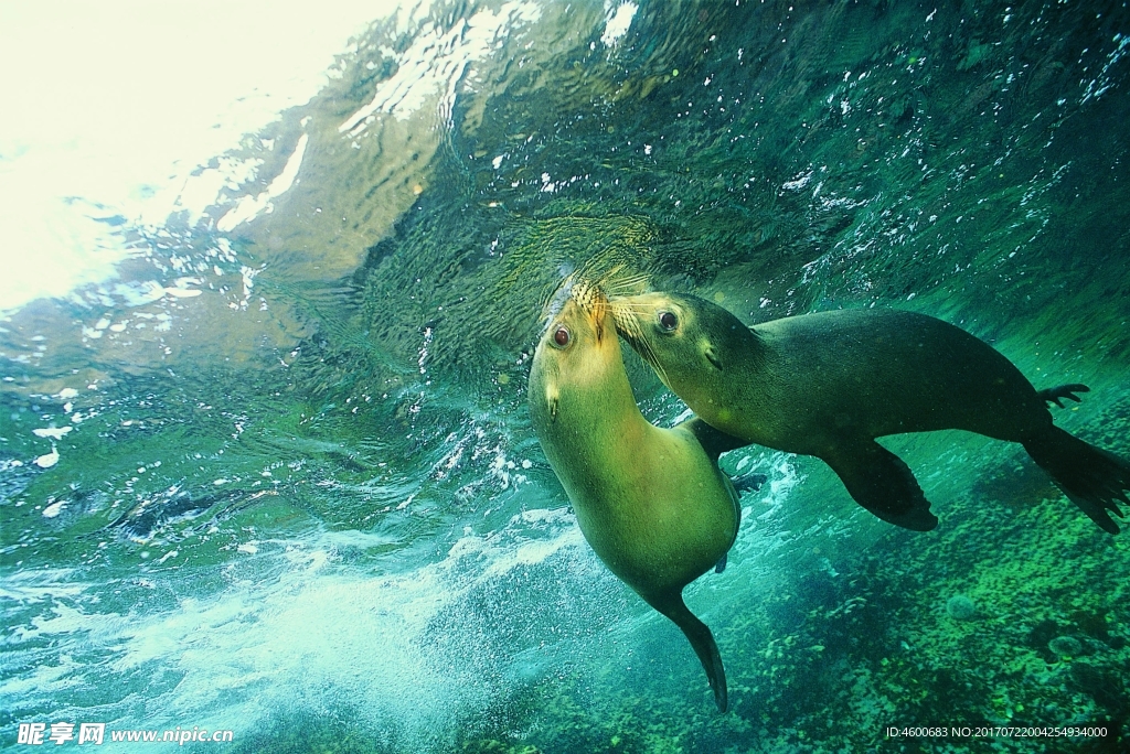 海洋生物 蓝色海洋 海底鱼类