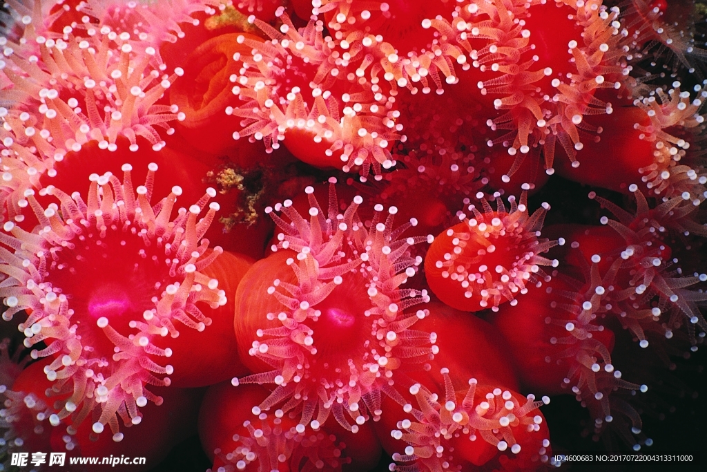 海洋生物 蓝色海洋 海底鱼类