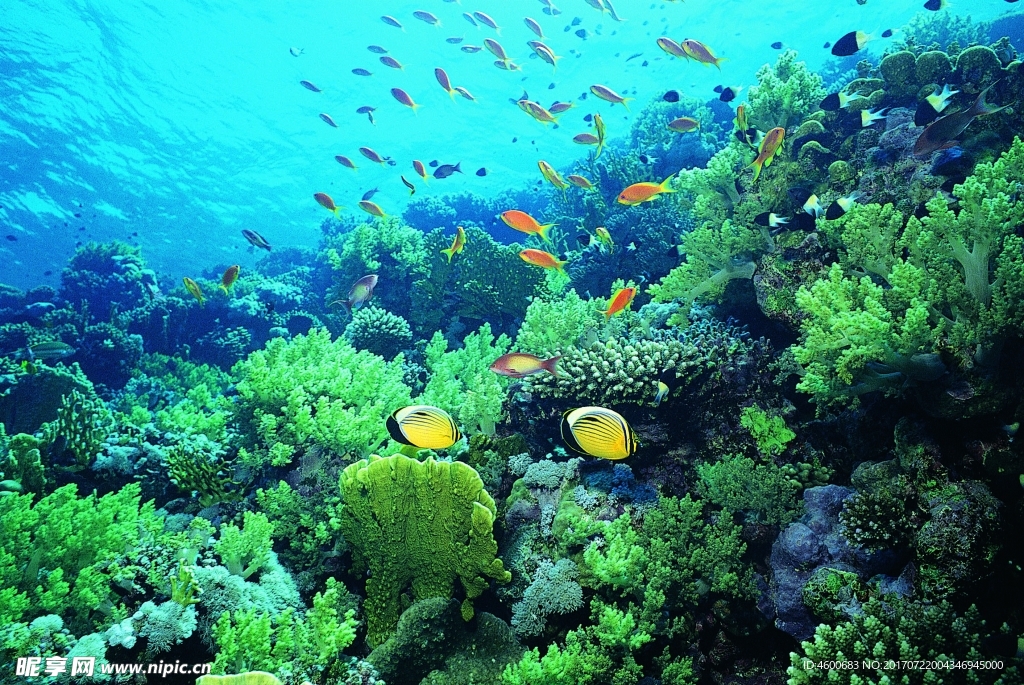 海洋生物 蓝色海洋 海底鱼类