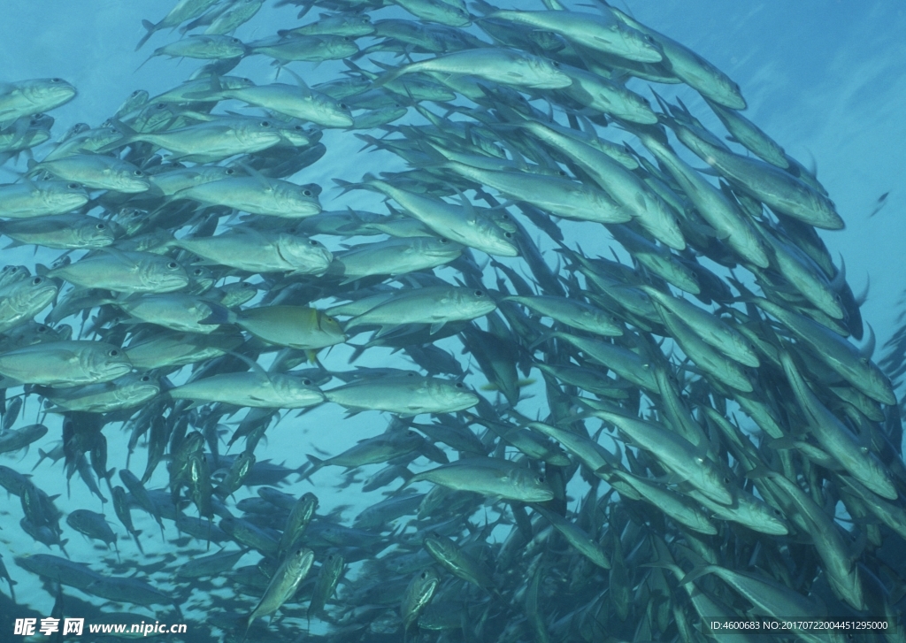 海洋生物 蓝色海洋 海底鱼类