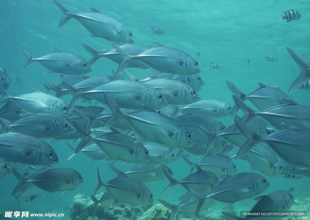 海洋生物 蓝色海洋