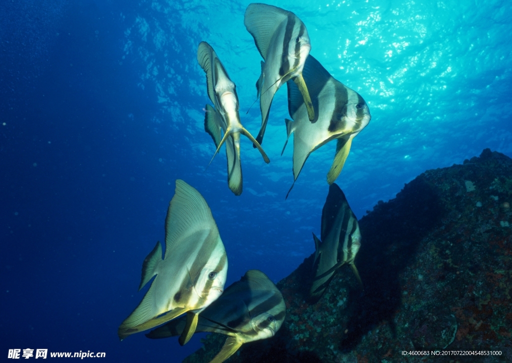 海洋生物 蓝色海洋