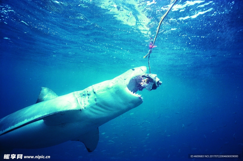 海洋鲨鱼  海洋生物 蓝色海洋