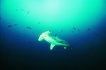 海洋鲨鱼  海洋生物 蓝色海洋