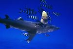 海洋鲨鱼  海洋生物 蓝色海洋