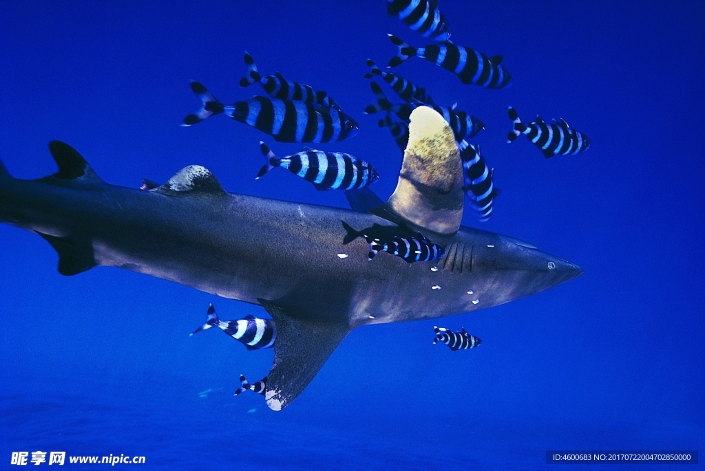 海洋鲨鱼  海洋生物 蓝色海洋