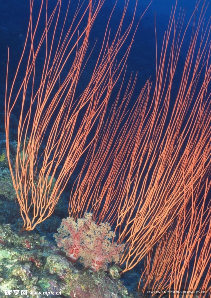 海洋生物 蓝色海洋 海底鱼类