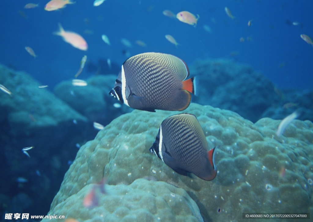 海洋生物 蓝色海洋 海底鱼类