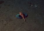 海洋生物 蓝色海洋 海底鱼类