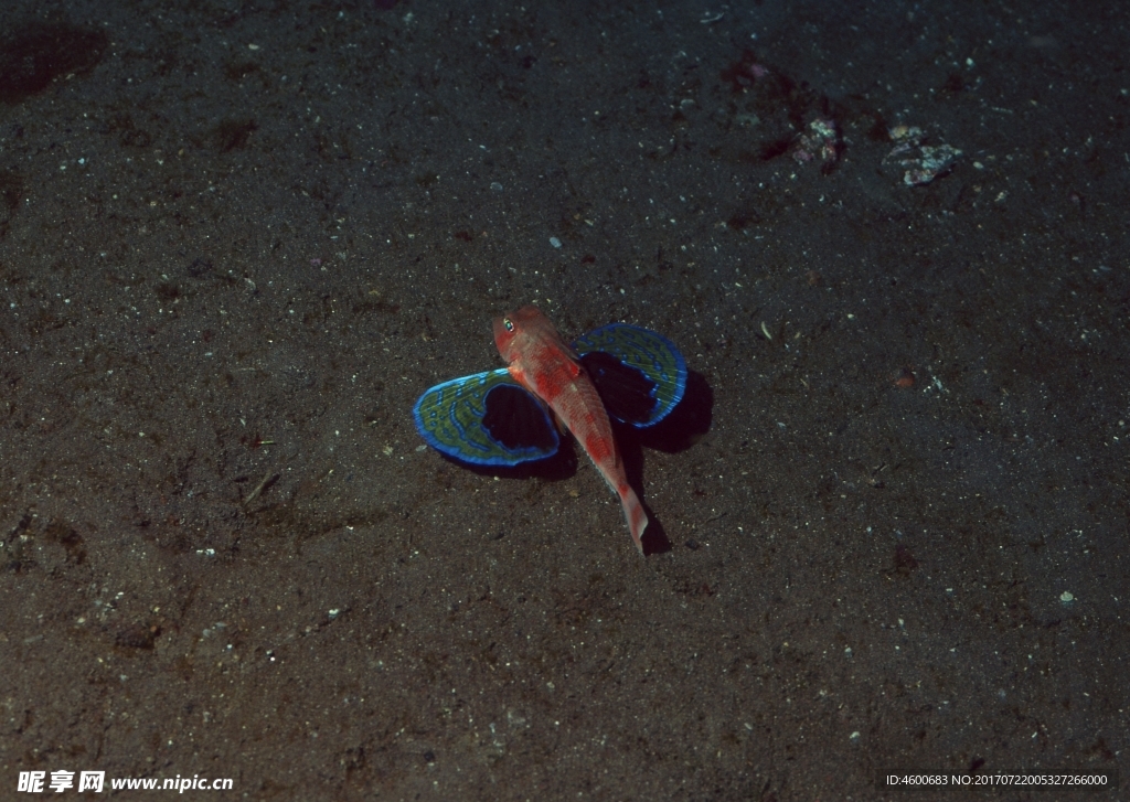 海洋生物 蓝色海洋 海底鱼类